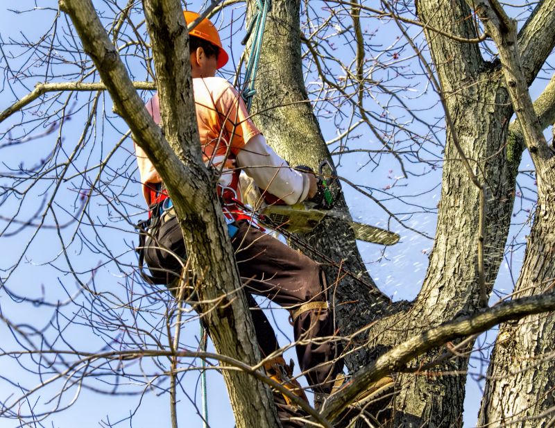 Residential Tree Service