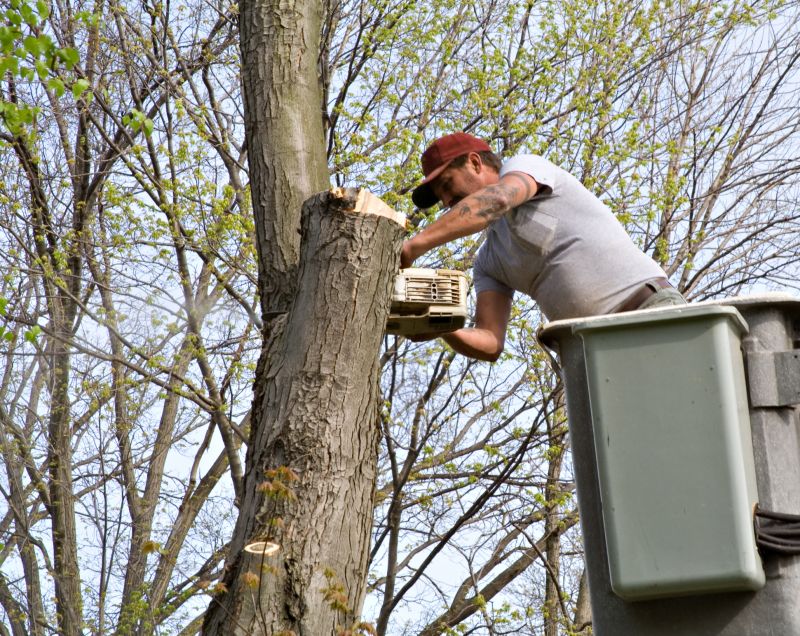 Residential Tree Service